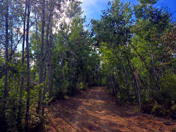 Land clearing process has been completed.  A clear pathway through the forest.